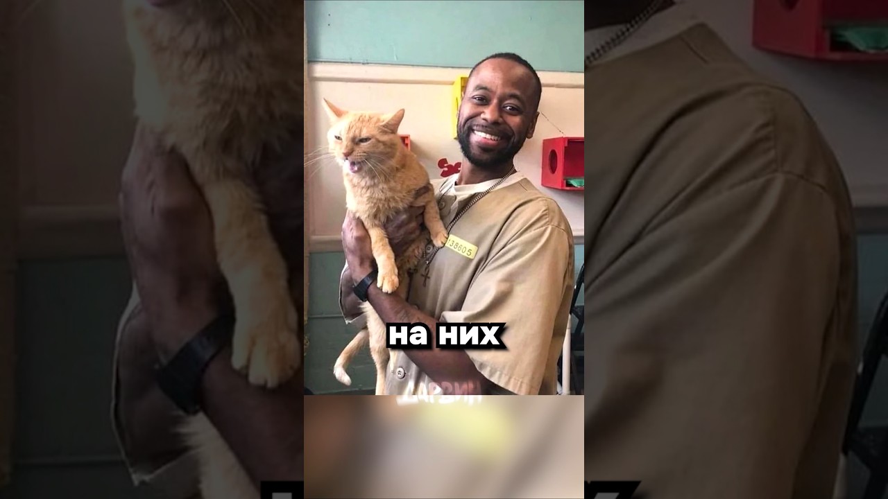 Котики спасут мир