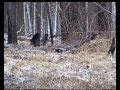 Поединок равных / Tetrao urogallus / Capercaillie (Eurasian Capercaillie)
