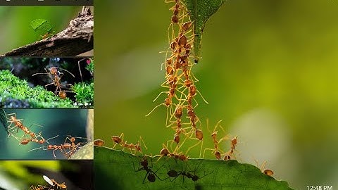 How ants avoid traffic jams?