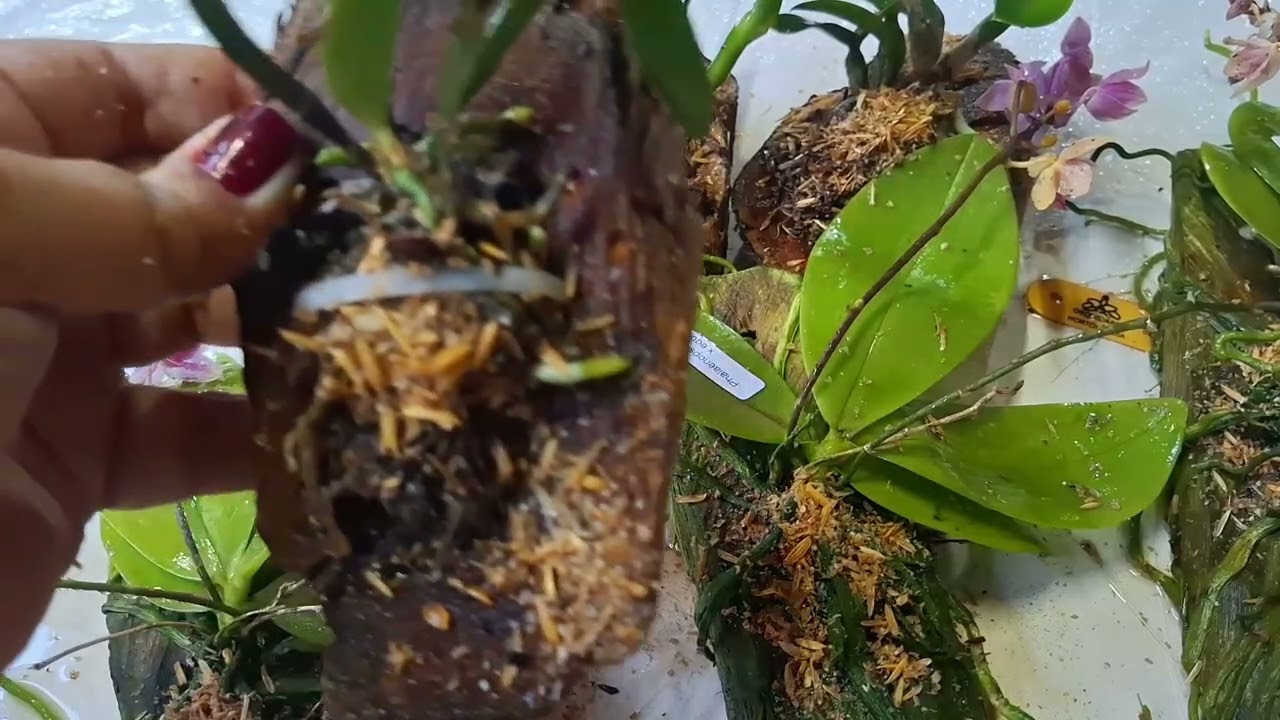 Como adubar orquídeas no tronquinho com MCL