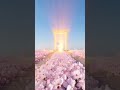 Chaos into Clarity | Oddly Satisfying 3D Loop #shorts #oddlysatisfying #asmr