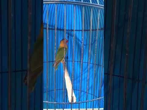 lovebird baby 