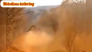 Elephant very dengrous attack on wildlife jeep at forest ll هجوم على شكل فيل شرير للغاية على سيارة ج by Melodious twitering No views 1 year ago 1 minute, 20 seconds