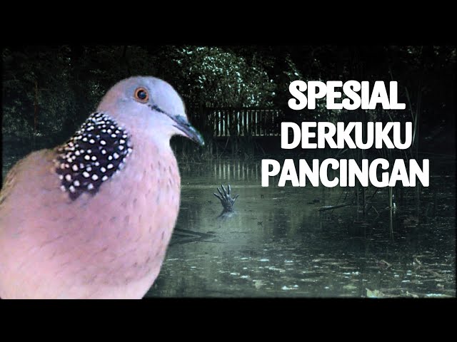 Derkuku Gacor Suara Nglaras, Pancingan Paling Top class=