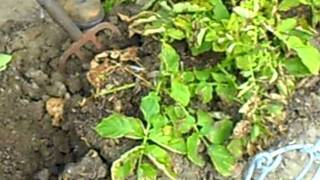 Norm's Yukon Gold Potato Harvest.avi