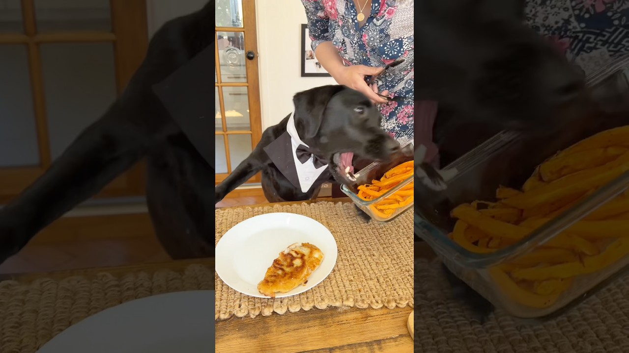 Home cooked fish and chips for Root today! #youtubeshorts #puppy #cooking #animals #labrador #cute