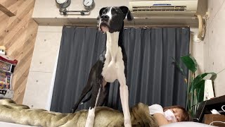 なかなか眠れない時にするママと愛犬のやりとりがおもしろいw
