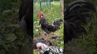 Silverudds Blå „Michel“ beschützt seine Hühner beim Staubbaden #hühner #hühnerhaltung #rooster #🐓