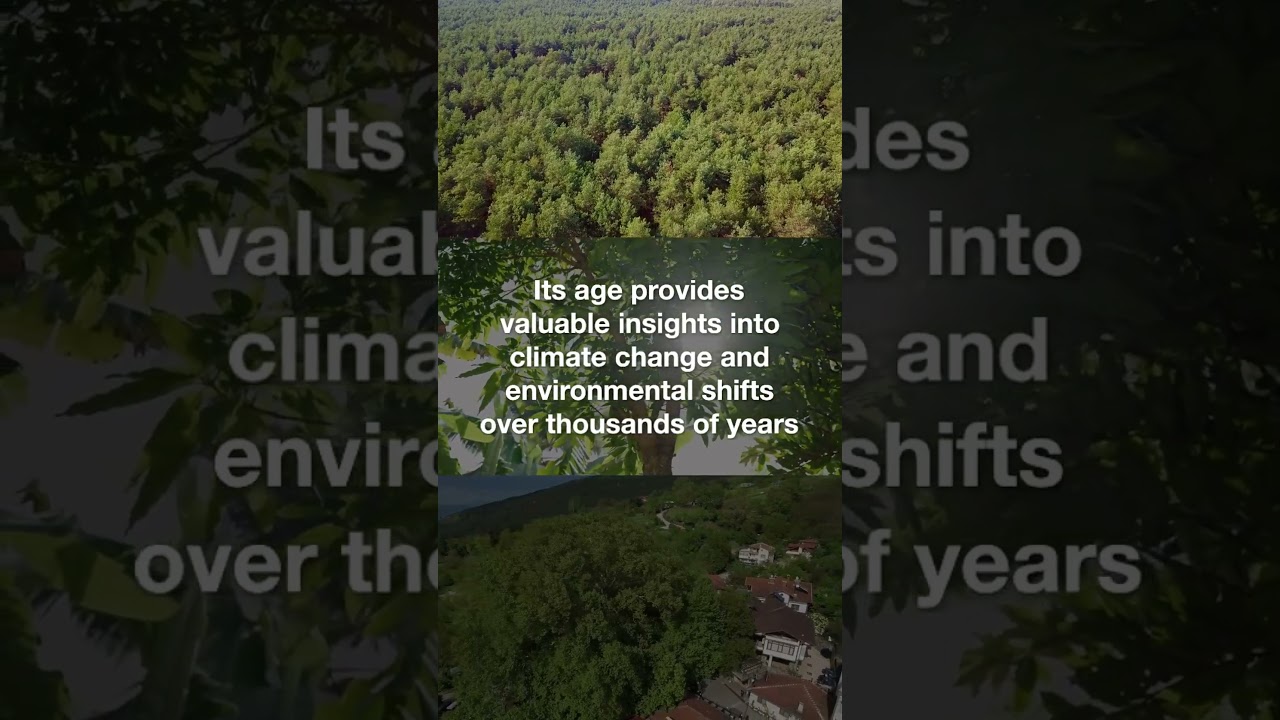 The Ancient Tree Pitsilia