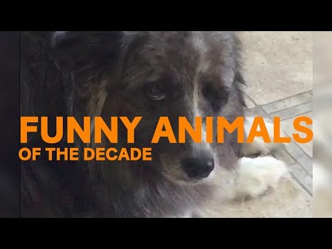 Funny Animals of the Decade || Funny Videos