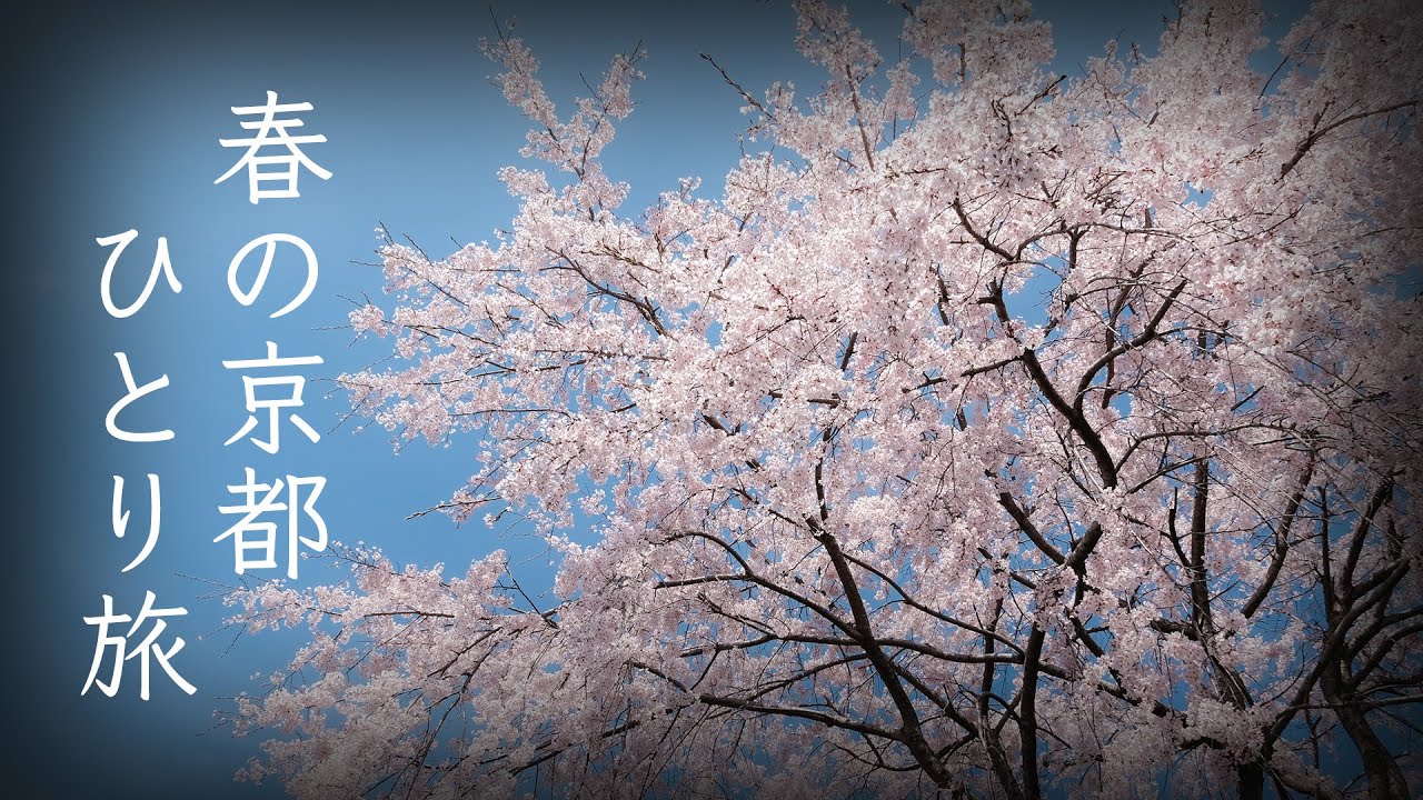 春の京都ひとり旅 醍醐寺と鴨川の桜 和食ランチに舌鼓を打つ Youtube