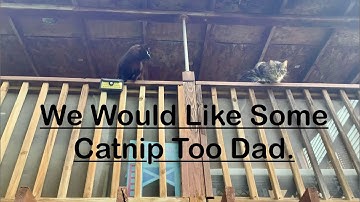 Giving A Stray Cat Some Cat Nip