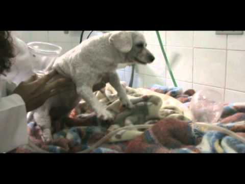 Vídeo: Como Um Animal Se Recupera Da Anestesia?