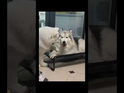 Alaskan Puppy’s Adorable Expressions! 🐾💖 Can You Read This Fluffy Giant’s Mind? 🐶  #alaskanmalamute