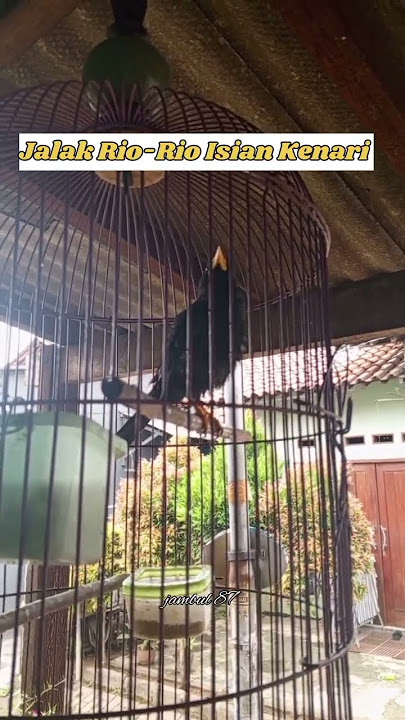 Jalak Rio-Rio Isian kenari #shorts