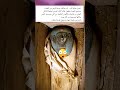 عظمه الحضاراه المصريه القديمه واثارها تحديات2025 الصبر والتوكل حركة إكسبلور كنوز اثار Gold 