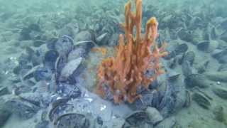 CHARLES ISLAND MILFORD CT- SQUALUS MARINE DIVERS