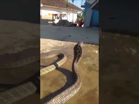 هاي لو عدنه بل بيت ما ابقه بيه وعلي فوگه تسگي بل حيه ههههههه