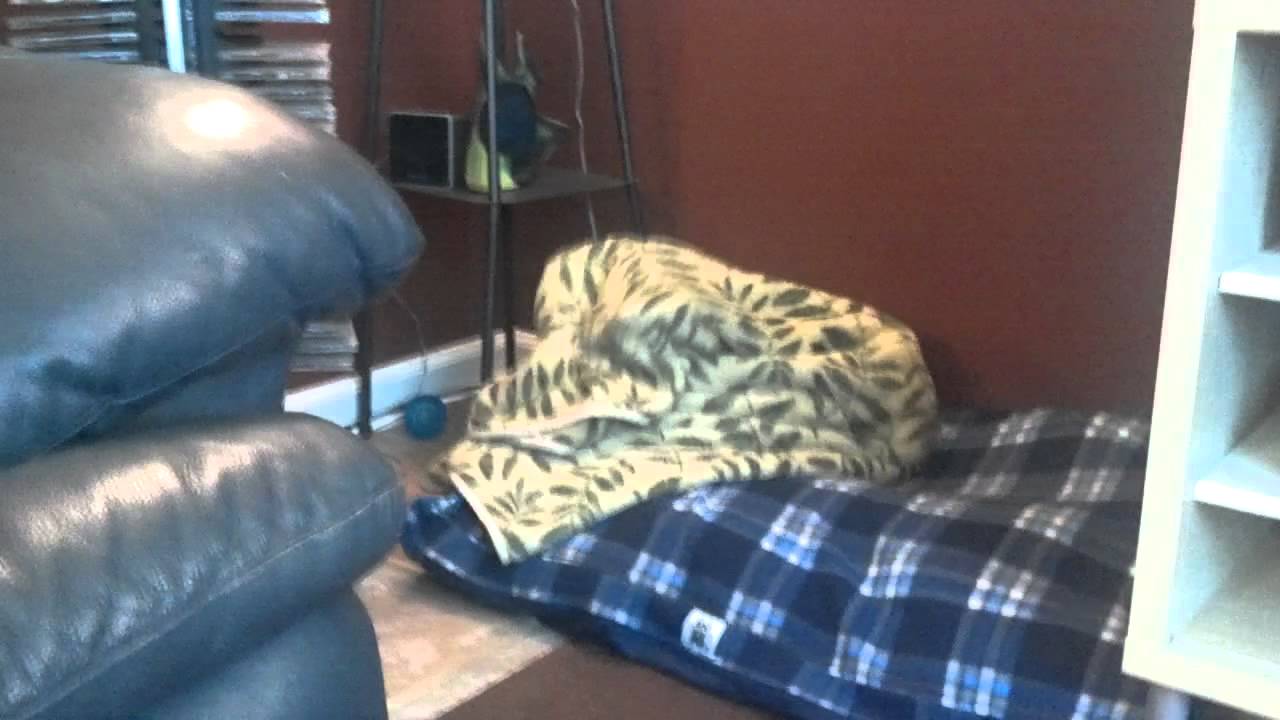 Funny video of dog covering himself with a blanket YouTube