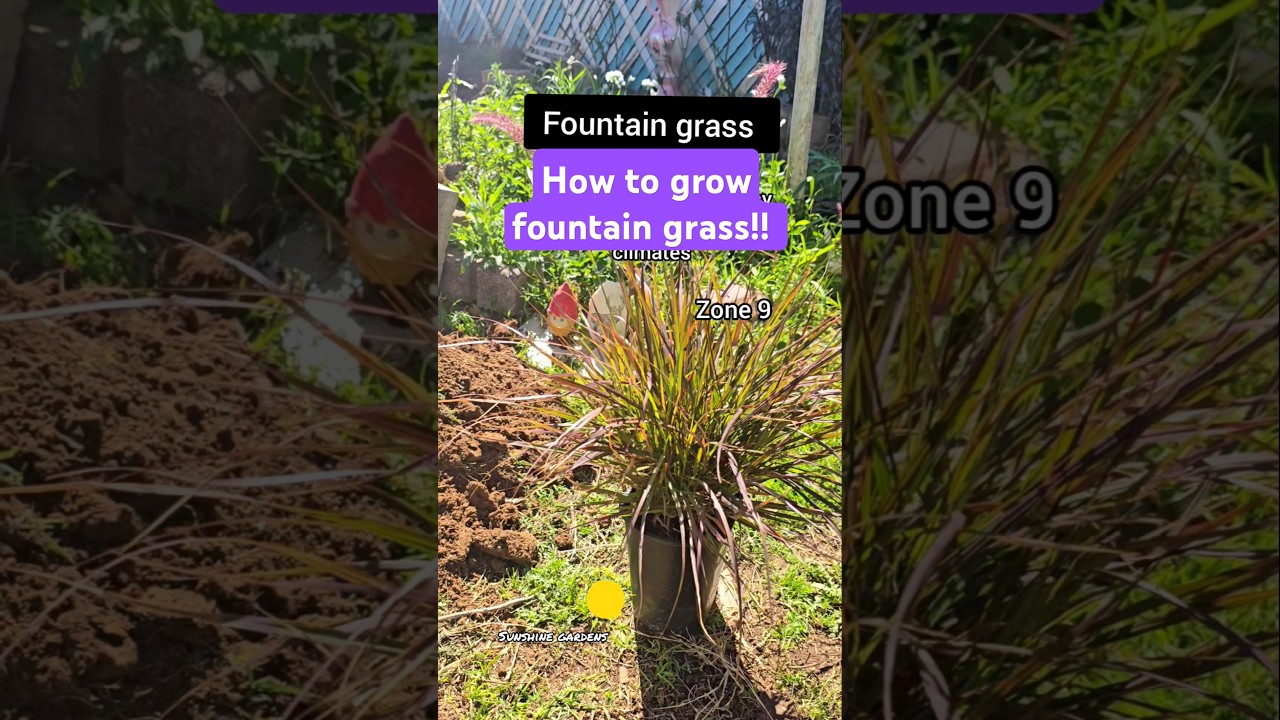 How to grow Fountain grass! 
