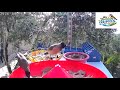 Bulbul bird feeding in Jordan 🇯🇴🐦 بلبل # بلابل#shorts #birds #nature #Jordan #birdwatching # #الاردن