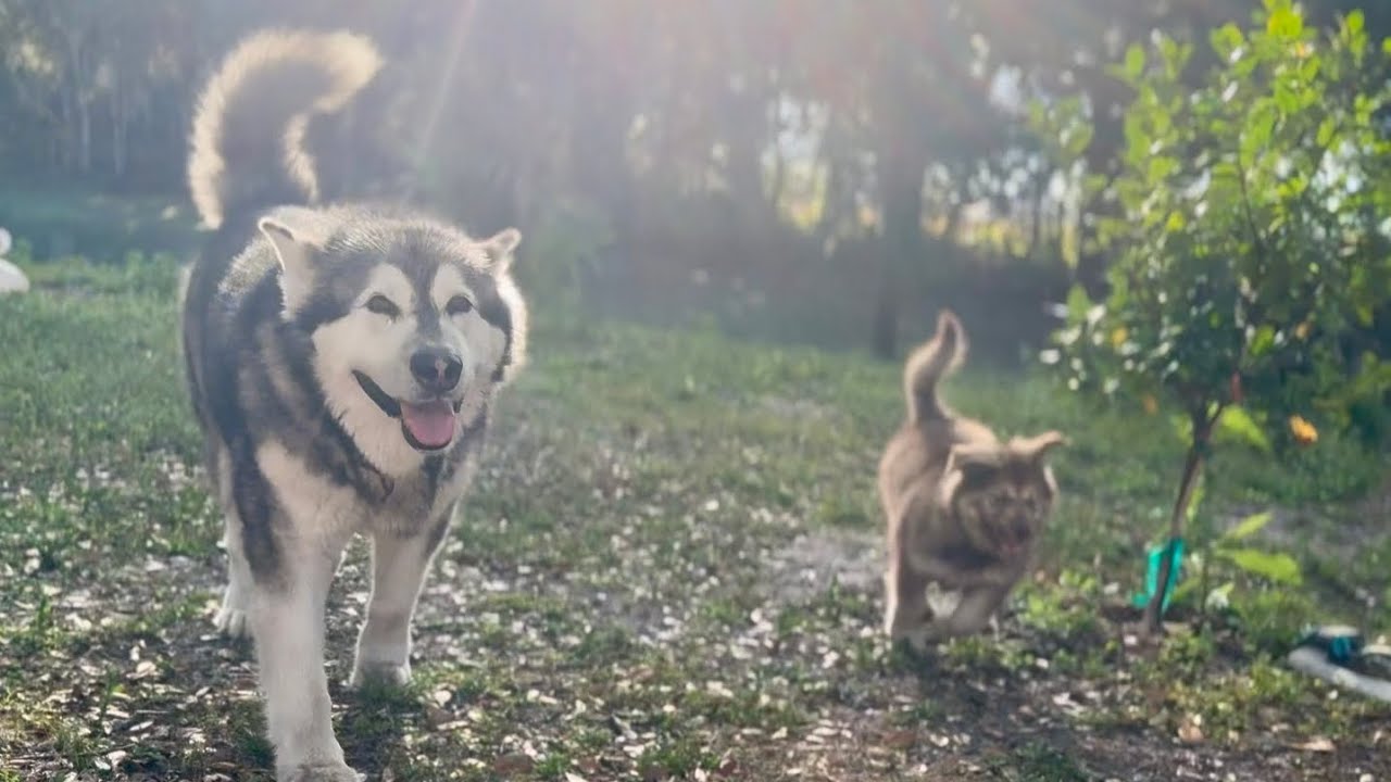 Что задумал Тонка? Понятия не предсказать 🤣