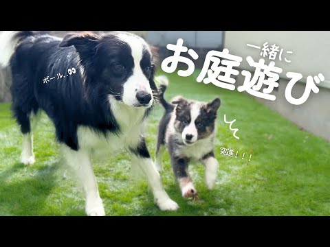 生後2ヶ月の子犬のお庭デビューが天真爛漫すぎた😂【ボーダーコリー】