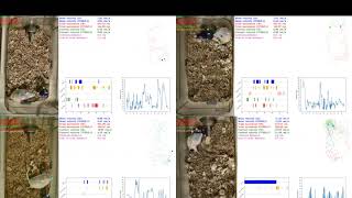 SimBA mouse resident-intruder predictions