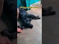 #honey #funny #labrador #comedyshorts #comedyvideos #trending #love #shortvideos #cute #cutepuppy