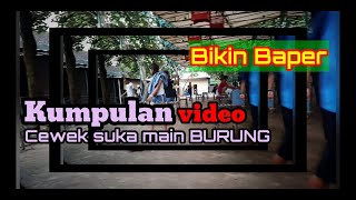 Kompilasi video Cewek Cantik hobi Burung