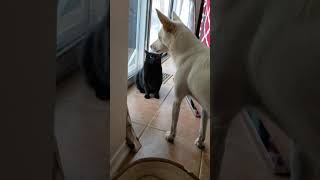 Brutal Cat And Dog Fight Lmao