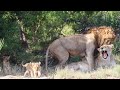 LEOPARD Sneaks Up on LIONS and VICE VERSA