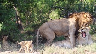 LEOPARD Sneaks Up on LIONS and VICE VERSA