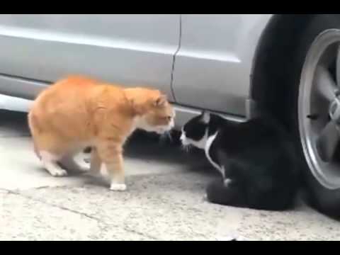 ფაქტობრივად აბუჩად აიგდო (ინგლისური თარგმანი)