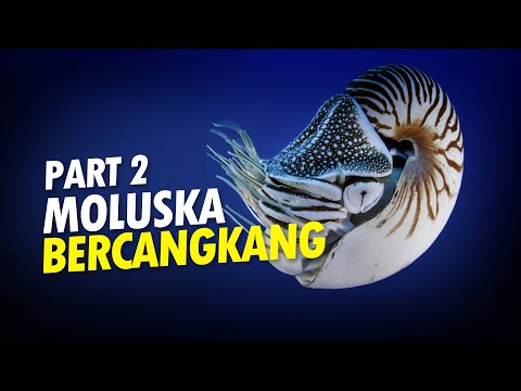 Video: Parasit moluska: contoh. Apa itu moluska parasit?