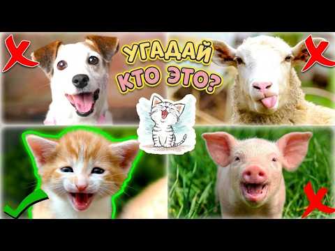 Угадай Животное! Учим Домашних Животных и их Звуки для Детей🐶 Развивающие видео для малышей