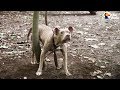 Pit Bull Left Tied To Tree In The Woods | The Dodo