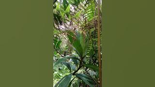 Mikat paket burung hantu lumayan dapat banyak