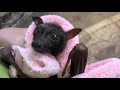 Juvenile Little Red Flying-Fox in care:  this is Lindy