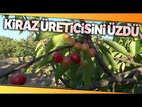 Kiraz Ağaçları Çiçek Açtı Ama Kiraz Yok, Üretici Sıkıntıda