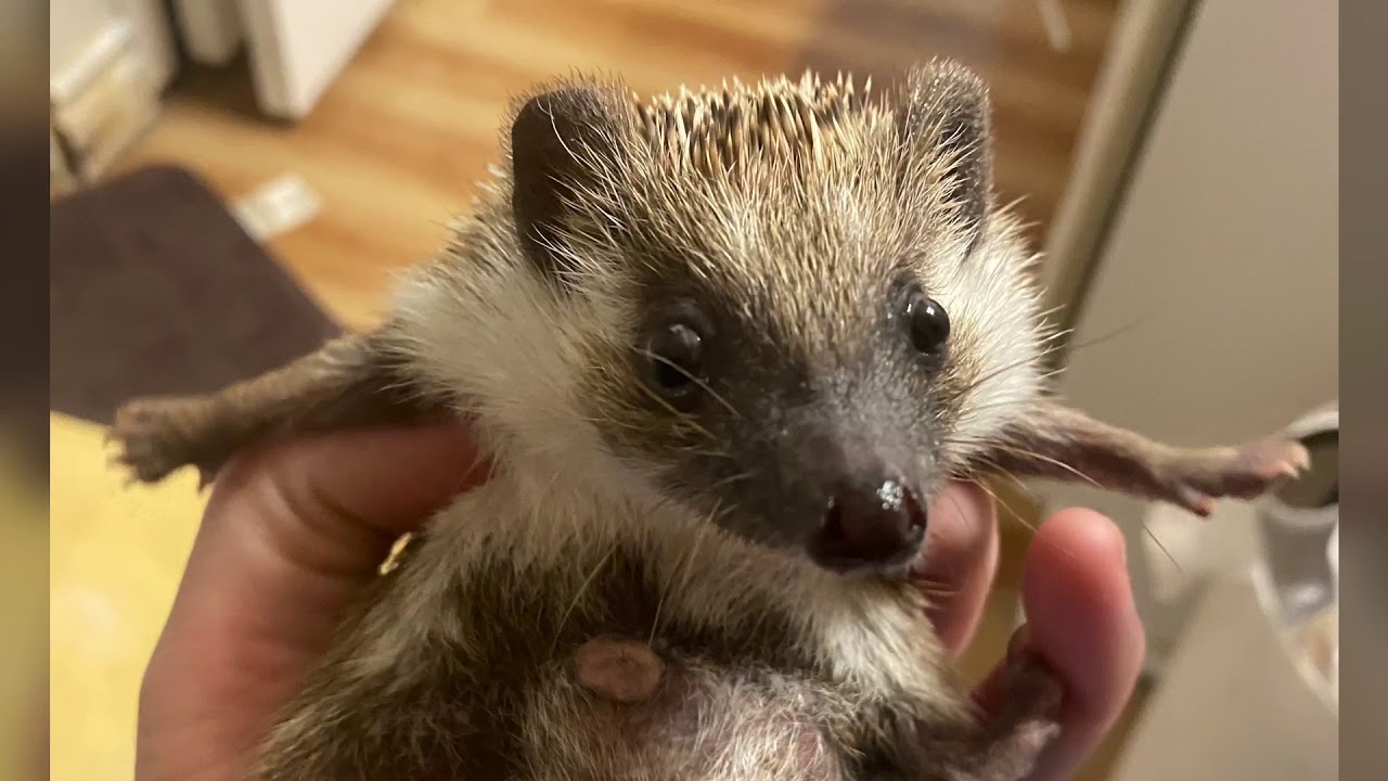 Scramblez first birthday!