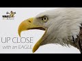 Nikon Z9 vs. Bald Eagle