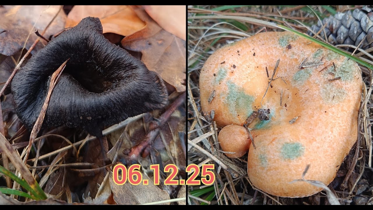 Trakya'da borazan ve kanlıca mantarı avı. Çok güzel mantarlar bulduk. 2025 mantar avı. Çıntar.Melki