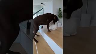 Download Lagu βCCTV Captures Dog Saving Baby From Falling Down Stairs! π #hero #viral #subscribe MP3 Download Lagu βCCTV Captures Dog Saving Baby From Falling Down Stairs! π #hero #viral #subscribe MP3