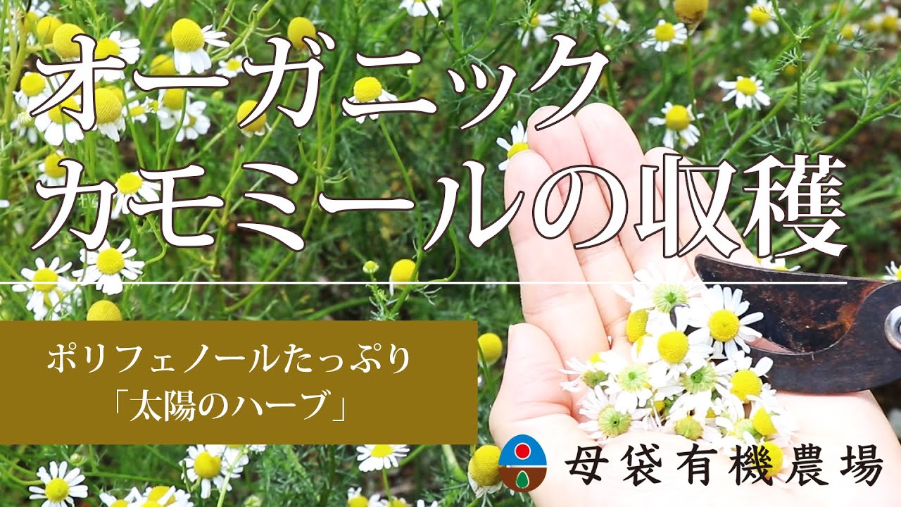 オーガニックハーブと暮らす カモミールの収穫方法 ポリフェノールたっぷり 太陽のハーブ ネオナチュラル母袋有機農場 Youtube