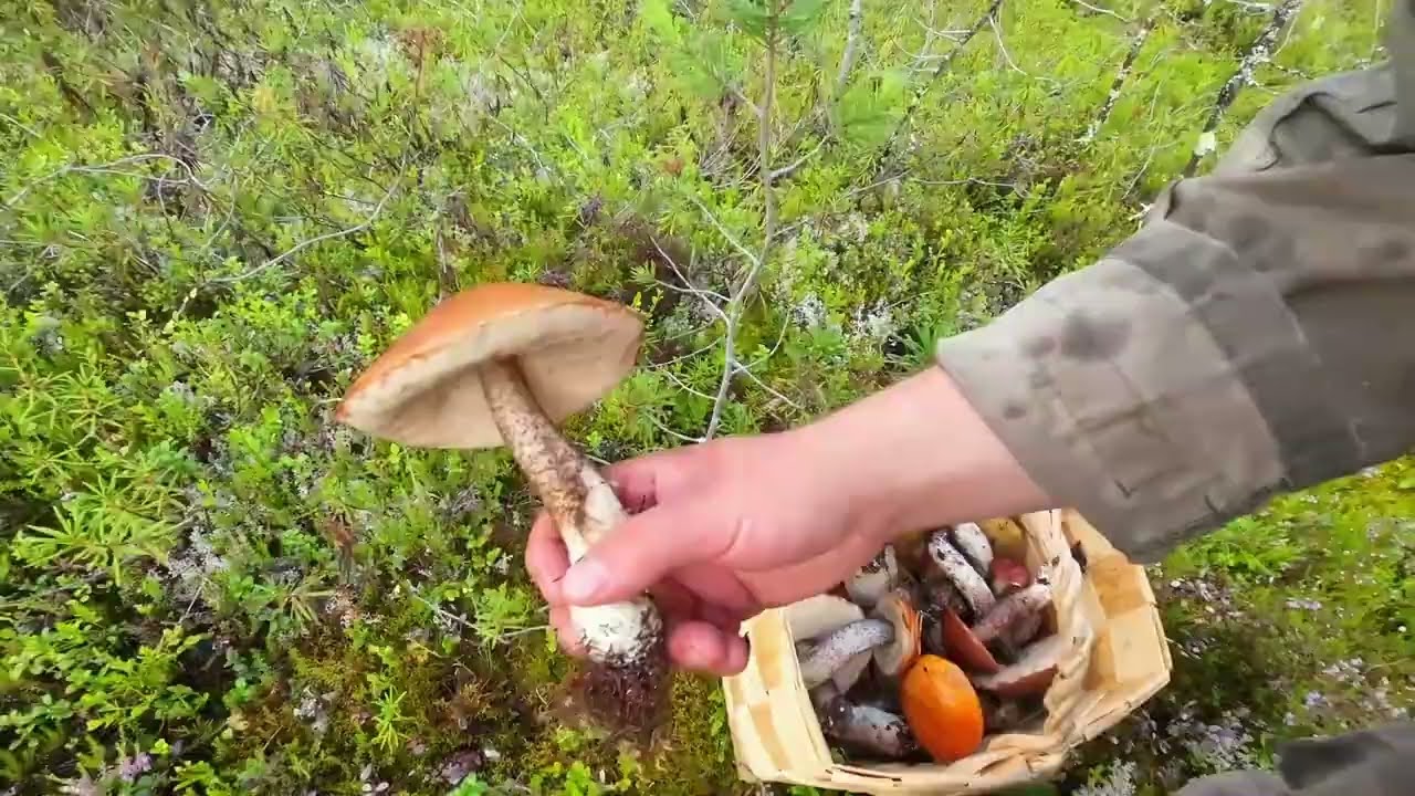 СБОР ГРИБОЧКОВ В НЕХОЖЕНЫХ МЕСТАХ. СОБИРАЮ ЛЕСНЫЕ ГРИБЫ В КОРЗИНКУ. БЕЛЫЕ ГРИБЫ. ПОДОСИНОВИКИ