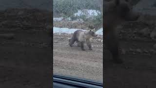 Медведица с медвежонком повстречались жителям Итурупа