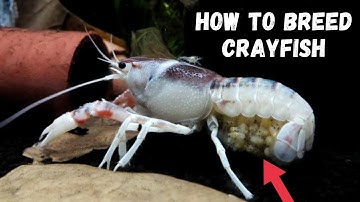 Crayfish Breeding 101: A Beginner