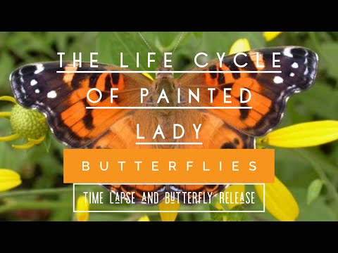 Time Lapse: The Life Cycle of Painted Lady Butterflies (at home kit)