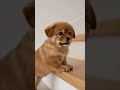 🐶Tiny Puppy’s First Big Challenge